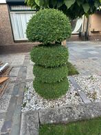 Buxus, Ophalen, Buxus, 100 tot 250 cm