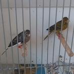 Five fancy, Dieren en Toebehoren, Mannelijk