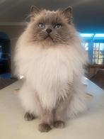 🥇 Ervaren Ragdoll Blue point dekkater met stamboom🥇, Dieren en Toebehoren