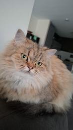 Britse langhaar te koop, Dieren en Toebehoren, Kater