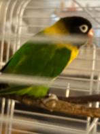 zwartmaskeragapornis vrouw, Dieren en Toebehoren, Vrouwelijk, Dwergpapegaai of Agapornis