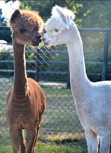 Ilse, alpaca huacaya (fok)merrie AAB beschikbaar voor biedingen