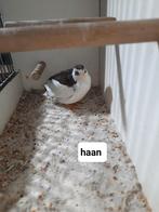 Trio chinese dwerg kwartels, Meerdere dieren, Tropenvogel