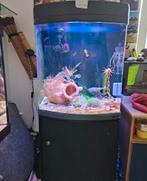 aquarium met octopus, Ophalen, Zo goed als nieuw, Leeg aquarium