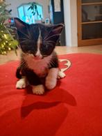 Leuke Kittens, Dieren en Toebehoren, Katten en Kittens | Overige Katten, Meerdere dieren