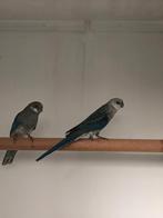 Blauwe stanley rosella pop, Dieren en Toebehoren, Vogels | Parkieten en Papegaaien, Vrouwelijk, Parkiet