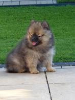 Pomsky pup  1 teefje beschikbaar, Dieren en Toebehoren, Parvo, 8 tot 15 weken, Poolhond, Meerdere