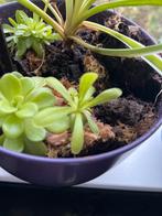 Vetblad Stekje - Pinguicula, Overige soorten, Volle zon, Vaste plant, Ophalen of Verzenden