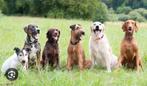 Oppas hond, Dieren en Toebehoren