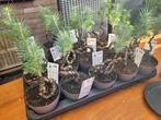 Pinus pinea silver crest bonsai start, Tuin en Terras, Ophalen, Overige soorten, Halfschaduw