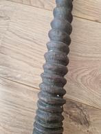 Schedel met hoorns, paardantilope., Antiek en Kunst, Ophalen of Verzenden