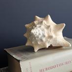 mooie grote echte schelp big seashell 17cm, Ophalen of Verzenden