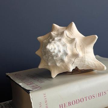 mooie grote echte schelp big seashell 17cm beschikbaar voor biedingen