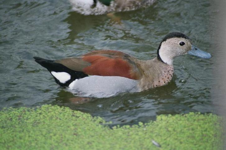 Roodschoudertaling | Siereenden | Broedkoppels, Dieren en Toebehoren, Pluimvee, Eend, Meerdere dieren