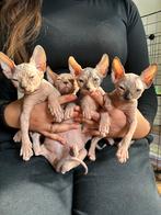 Sphynx Canadees Kittens, Dieren en Toebehoren, Katten en Kittens | Raskatten | Korthaar, Meerdere dieren, Ingeënt, 0 tot 2 jaar