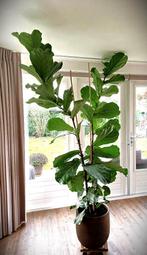 Prachtige, gezonde Tabaksplant 232 cm, Huis en Inrichting, Kamerplanten, Ophalen, Ficus, 200 cm of meer, In pot