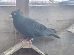 perzische hoogevliger, Dieren en Toebehoren, Vogels | Duiven, Mannelijk, Kropper