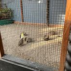 Te koop, Meerdere dieren, Geringd
