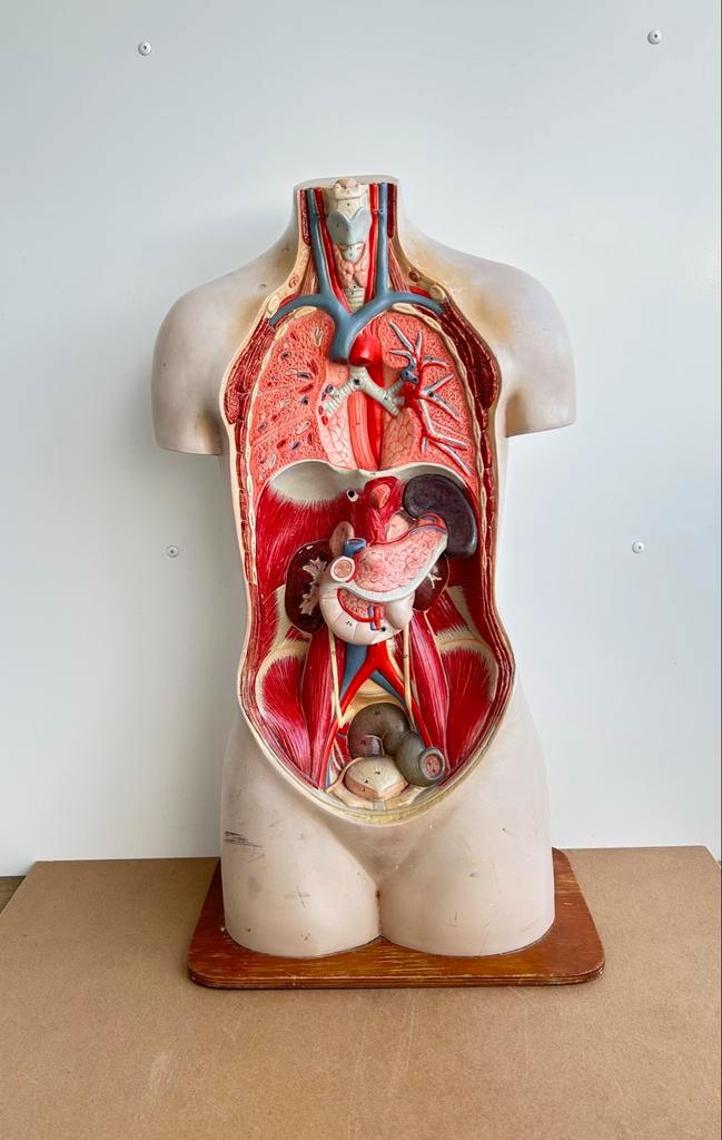Anatomisch Torso Gips Plaaster Jaren 30, Antiek en Kunst, Curiosa en Brocante, Ophalen of Verzenden