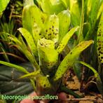 Neoregelia pauciflora en vele anderen, Huis en Inrichting, Kamerplanten, Ophalen of Verzenden, In pot, Halfschaduw, Minder dan 100 cm