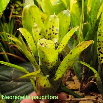 Neoregelia pauciflora en vele anderen beschikbaar voor biedingen