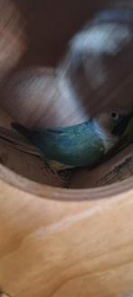Koppel phyurras, Dieren en Toebehoren, Vogels | Parkieten en Papegaaien, Meerdere dieren, Parkiet