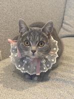 Poes Nala, Dieren en Toebehoren, Poes, Ontwormd