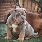 Bullforce Old English Bulldog pups, Nederland, Parvo, 8 tot 15 weken, Bulldog