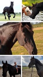 GEZOCHT paddock paradise / 24/7 kuddeverband, Dieren en Toebehoren, Stalling en Weidegang