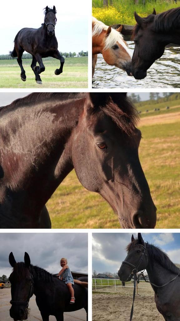 GEZOCHT paddock paradise / 24/7 kuddeverband, Dieren en Toebehoren, Stalling en Weidegang