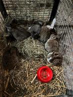 Jonge konijntjes 8 tot 12 weken, Dieren en Toebehoren, Konijnen, Meerdere dieren