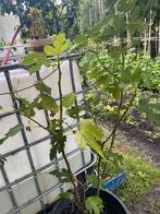 Vijgen boom 3 stuks €50, Tuin en Terras, Ophalen
