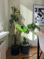 Twee planten (excl. pot), Ophalen, 100 tot 150 cm, Overige soorten, Halfschaduw