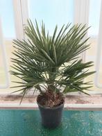 Chamaerops Humulis palm 1.10 mtr., Tuin en Terras, Planten | Bomen, Volle zon, Ophalen of Verzenden, Palmboom