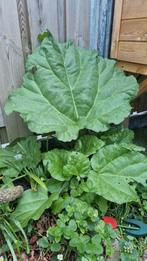 Volle rabarberplant, Tuin en Terras, Planten | Tuinplanten, Ophalen, Zomer, Volle zon