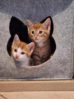 Lieve kittens, Dieren en Toebehoren, Katten en Kittens | Overige Katten, Meerdere dieren, Kortharig, 0 tot 2 jaar