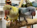 Baby Muisparkieten | Handtam | Getest | Jonkies, Meerdere dieren, Parkiet, Pratend