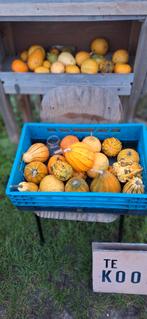 sierkalabas, Ophalen of Verzenden