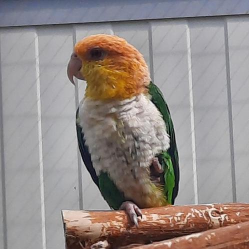 Groendij-caique/papegaai., Dieren en Toebehoren, Vogels | Parkieten en Papegaaien, Papegaai, Vrouwelijk, Geringd