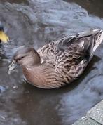 mooie kwaker dame kwakertjes eend eenden wildkleur met ring, Dieren en Toebehoren, Vrouwelijk, Eend
