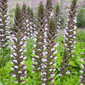 Acanthus Hungaricus,stekelige Berenklauw,stekjes beschikbaar voor biedingen