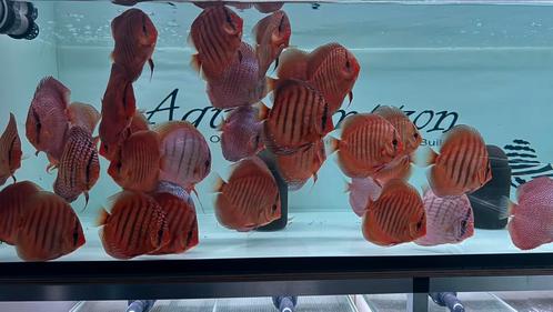 Div. Discus, Discusvissen 12-14 cm, Dieren en Toebehoren, Vissen | Aquariumvissen, Vis