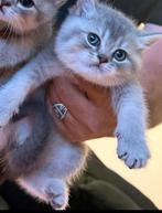 Britskorthaar kitten te koop!, Dieren en Toebehoren, Katten en Kittens | Raskatten | Korthaar, Kater