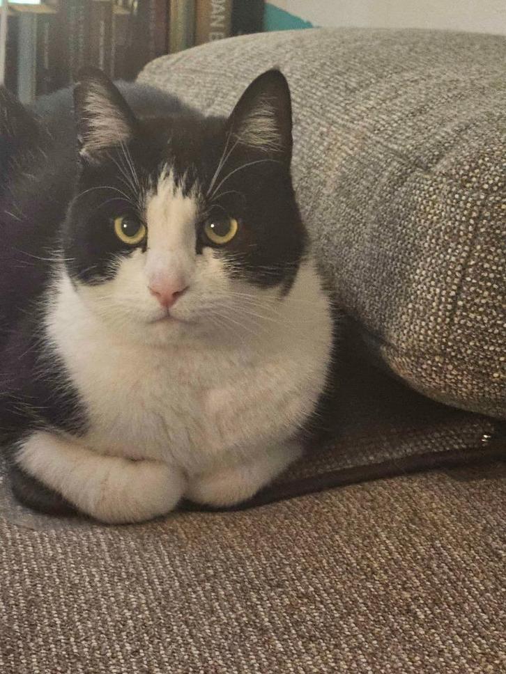 2 katten broertjes, Dieren en Toebehoren, Katten en Kittens | Overige Katten, Kortharig, Meerdere dieren, 3 tot 5 jaar