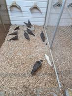 Bronsvleugel doffers, Meerdere dieren, Overige soorten