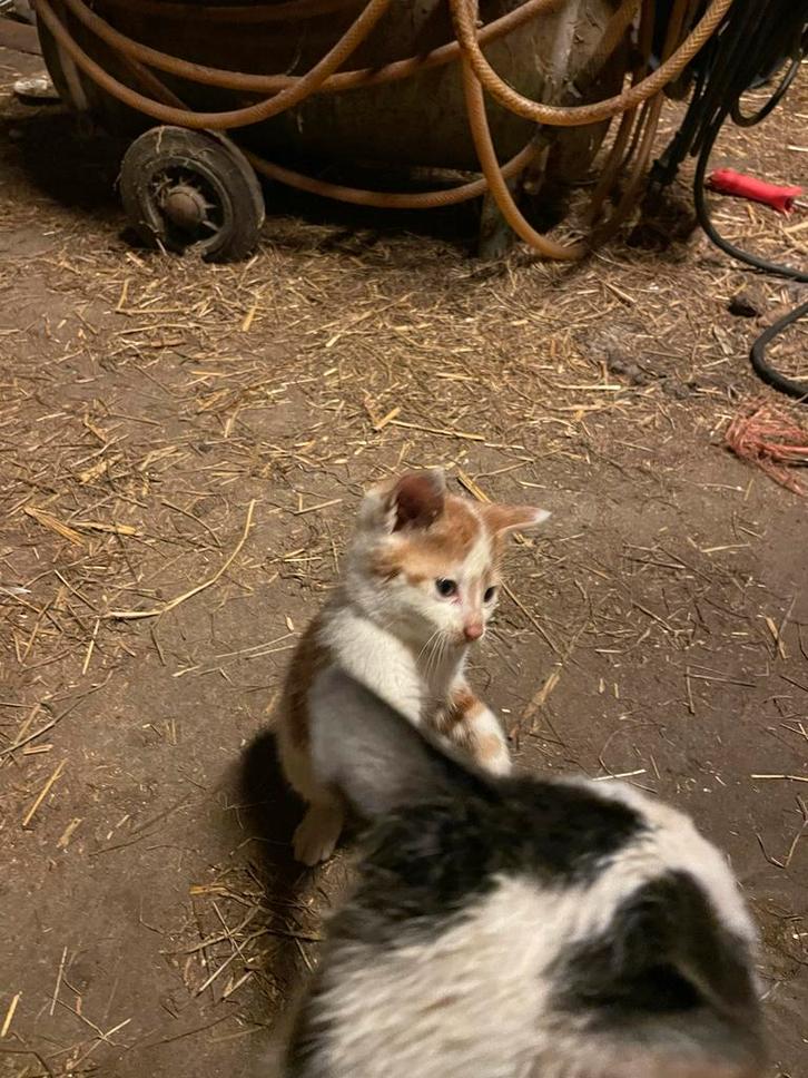 1 Boerderij kittens 1 kater, Dieren en Toebehoren, Katten en Kittens | Overige Katten, Poes