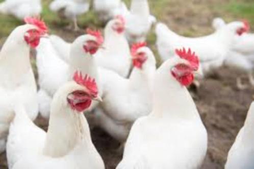 Jonge leghennen, legkippen bruin & wit, Dieren en Toebehoren, Pluimvee, Kip, Vrouwelijk
