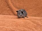 US teddy blauw tan beertje grijs bijzonder Deens blauw, Mannelijk, Cavia, Na 1 juli 2024, Tam