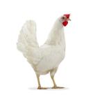 kippen: deklalb white, Dieren en Toebehoren, Vogels | Overige Vogels, Vrouwelijk, Tam
