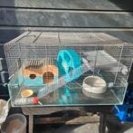 Hamster goudhamster glazenkooi, Dieren en Toebehoren, Ophalen